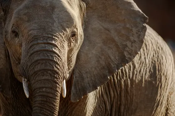 image_signaturesouthafricafromcapetowntokruger