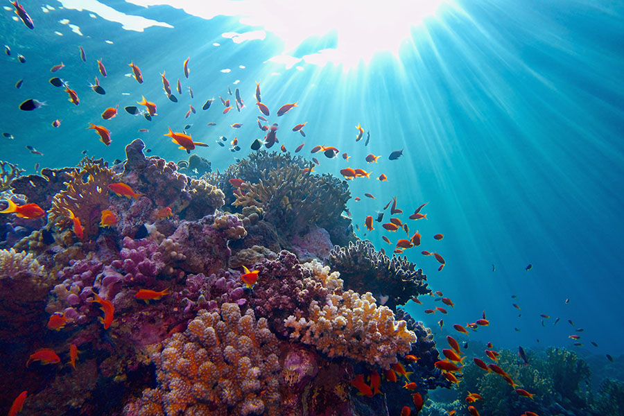 Dive amongst the stunning coral on the Great Sea Reef