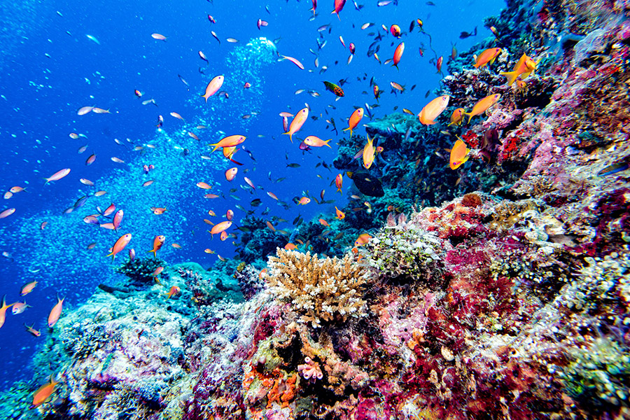 Snorkel on the colourful reefs in the Maldives | Travel Nation