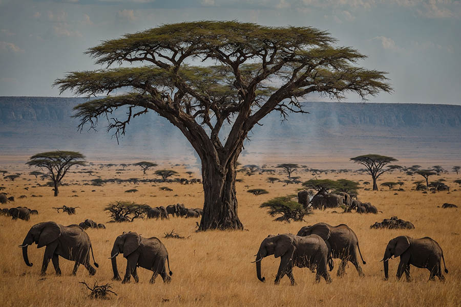 Explore the Serengeti in Tanzania | Travel Nation