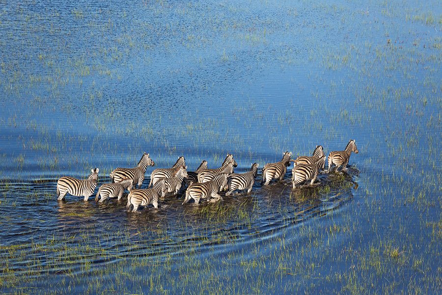 Admire the incredible wildlife of the Okavango Delta | Travel Nation