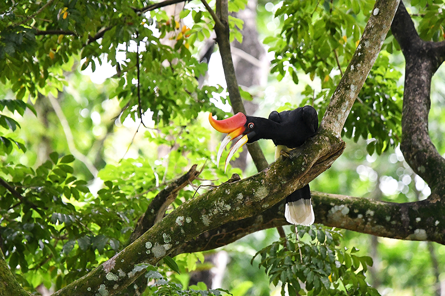 Look for hornbills in the jungles of Teman Negara | Travel Nation