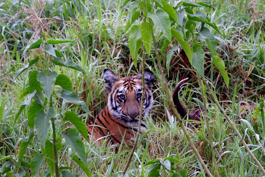 See tigers in Central India | Travel Nation