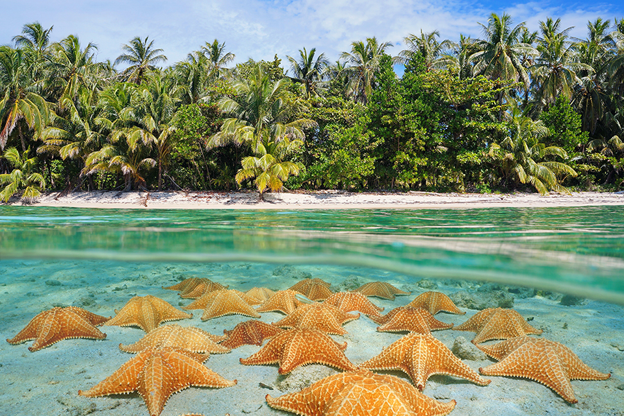 Admire the unique starfish dotted through the water at Playa Estrellas | Travel Nation