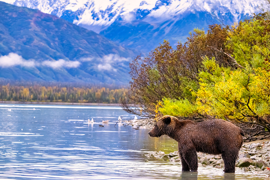 Encounter bears against beautiful views of Lake Clark National Park, Alaska | Travel Nation