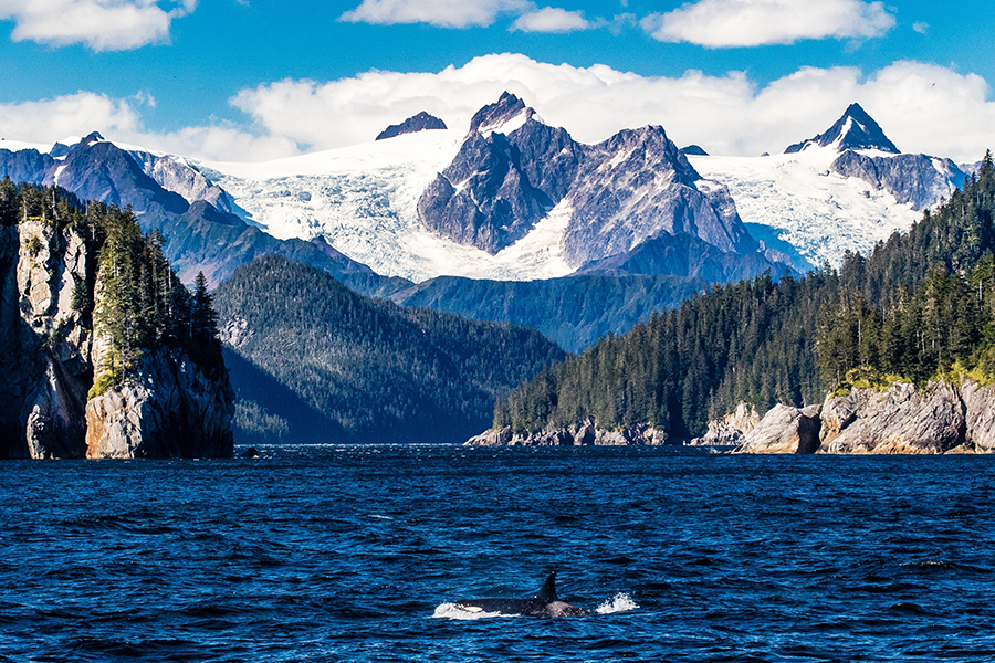 Immerse yourself in dramatic snow-capped mountains whilst whale watching in Kenai Fjords, Alaska | Travel Nation