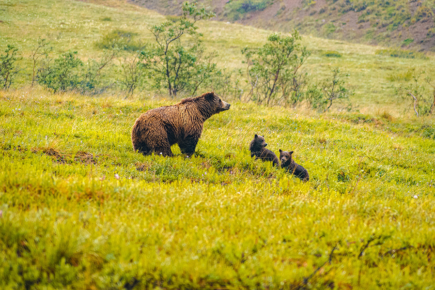 Spot bears in the vast wilderness of Denali National Park | Travel Nation