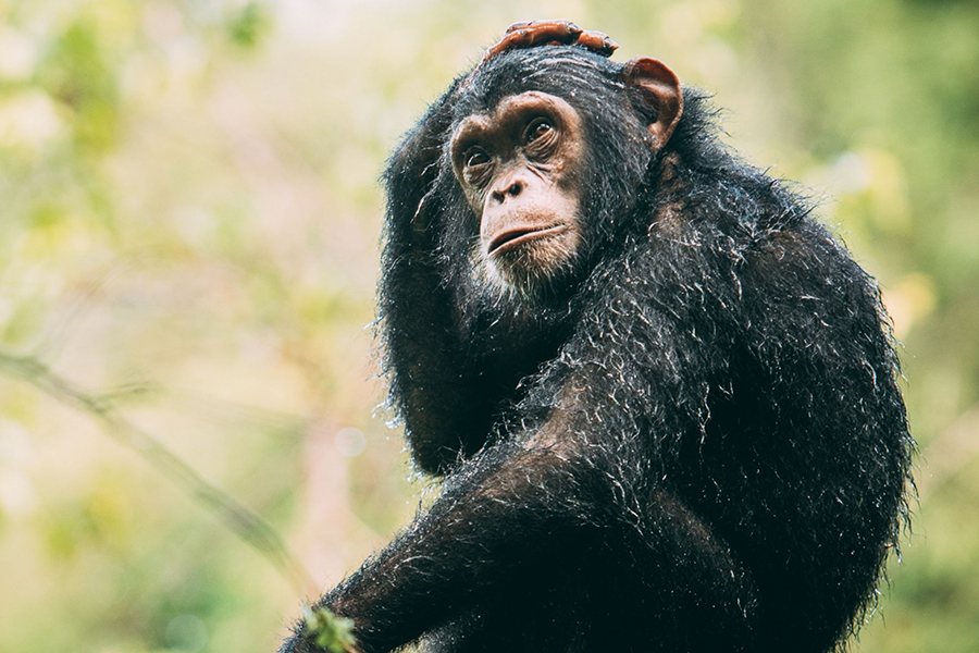 Discover the Chimpanzees at Greystoke Mahale Mountains National Park, Tanzania | Photo credit: Nomad Tanzania