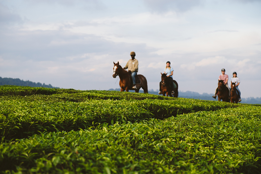 Trek through tea plantations by horse at Mufindi Highland Lodge, Tanzania | Photo credit: Foxes Safari Camps