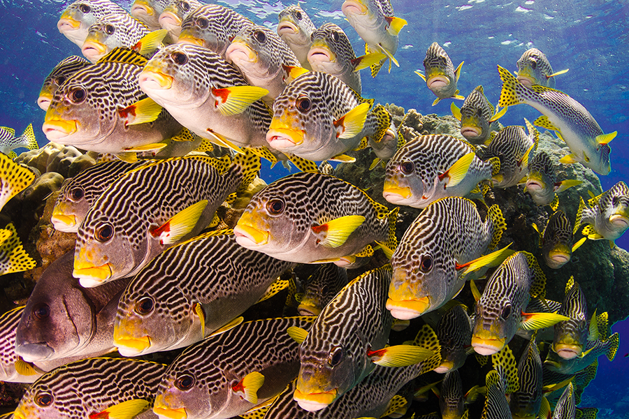 See shoals of multi-coloured fish on the Great Barrier Reef | Travel Nation