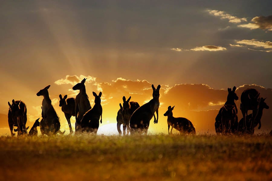 900x600-australia-nt-kangaroo-plain-sunset