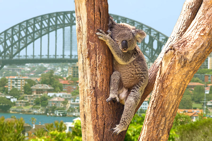 See koala bears with the Sydney Harbour Bridge in the background | Travel Nation