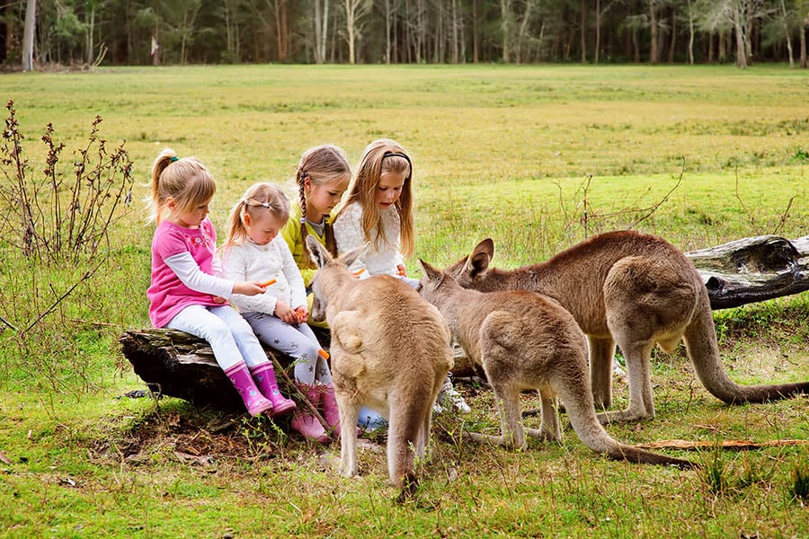 900x600-australia-zoo-children-feeding-kangaroos
