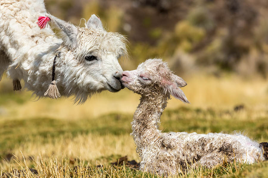 See llamas on the high Andean plains of Bolivia | Travel Nation