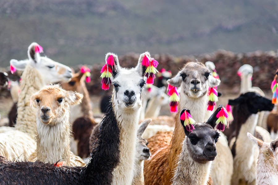 900x600-bolivia-llama-herd
