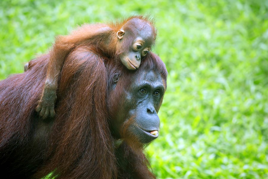 900x600-borneo-sepilok-orangutan-baby-and-mum
