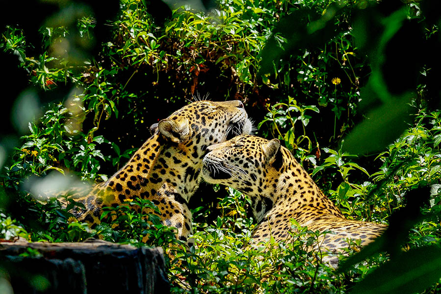 Spot jaguars in Brazil's Amazon | Travel Nation