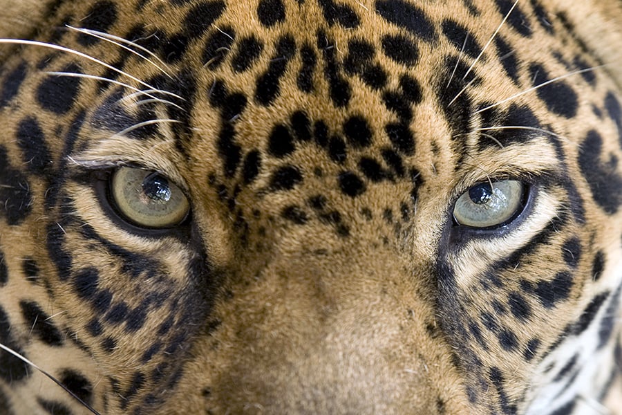 900x600-brazil-pantanal-jaguar