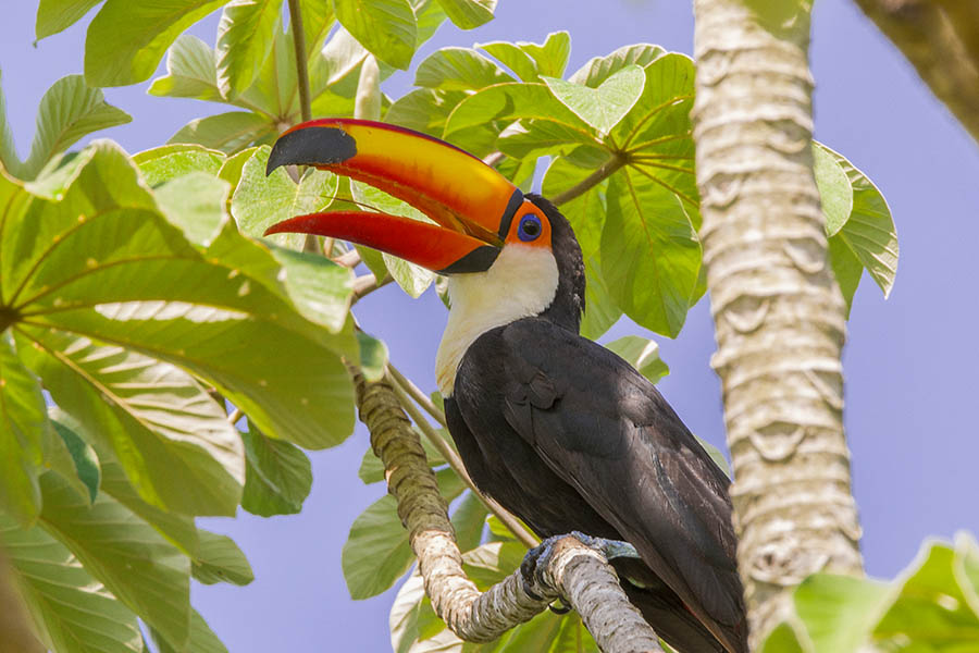 900x600-brazil-pantanal-toucan-tree