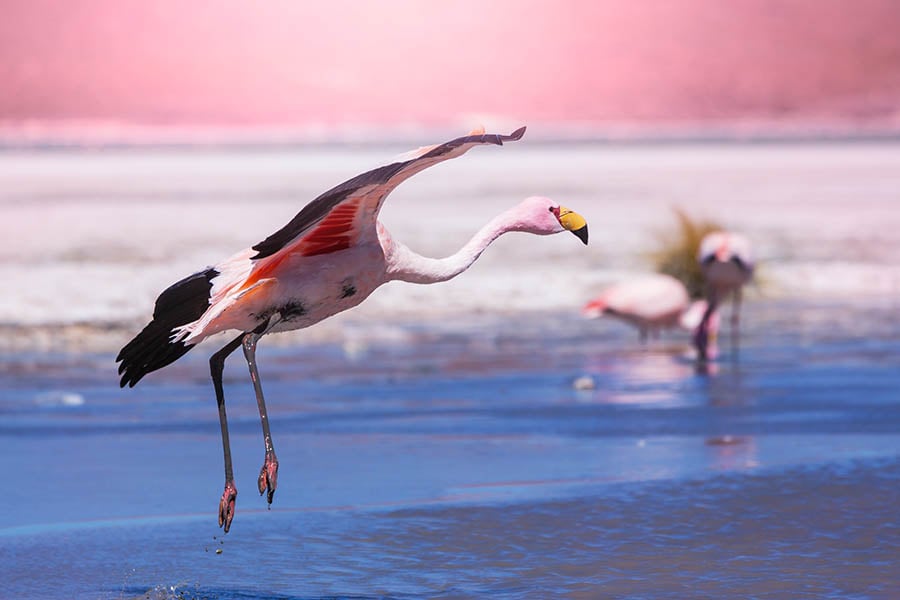 Spot pink flamingos in the Atacama Desert | Travel Nation
