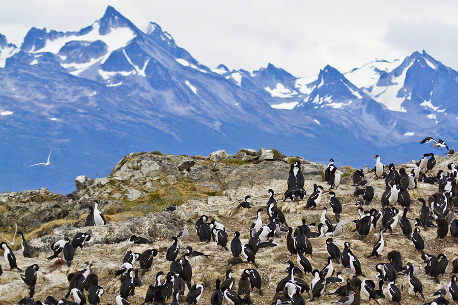 See King Penguin colonies in Tierra del Fuego | Travel Nation