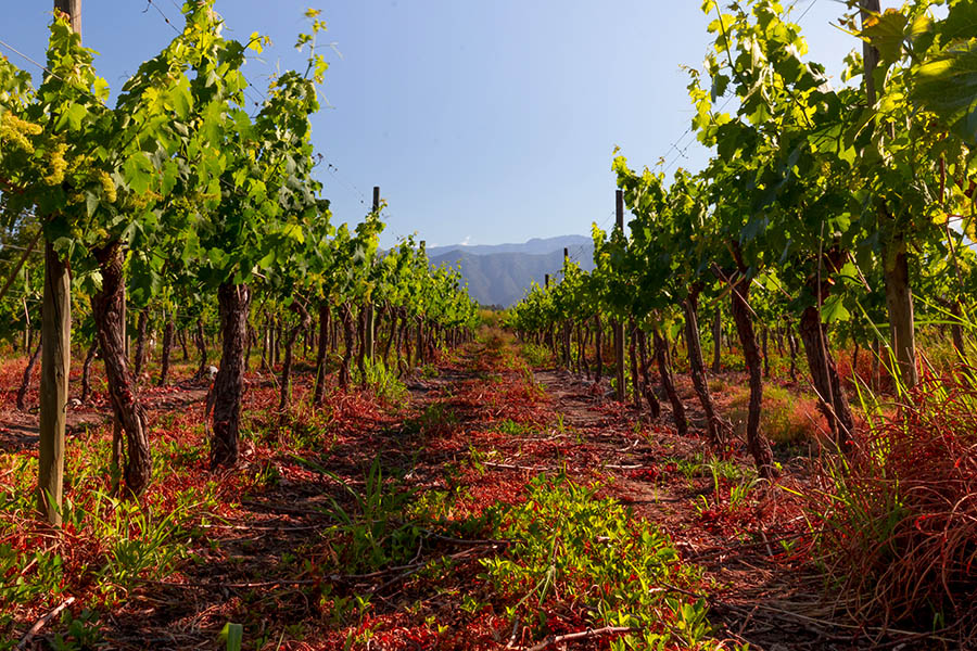 Wander between rows of grapes in Chilean vineyards | Travel Nation