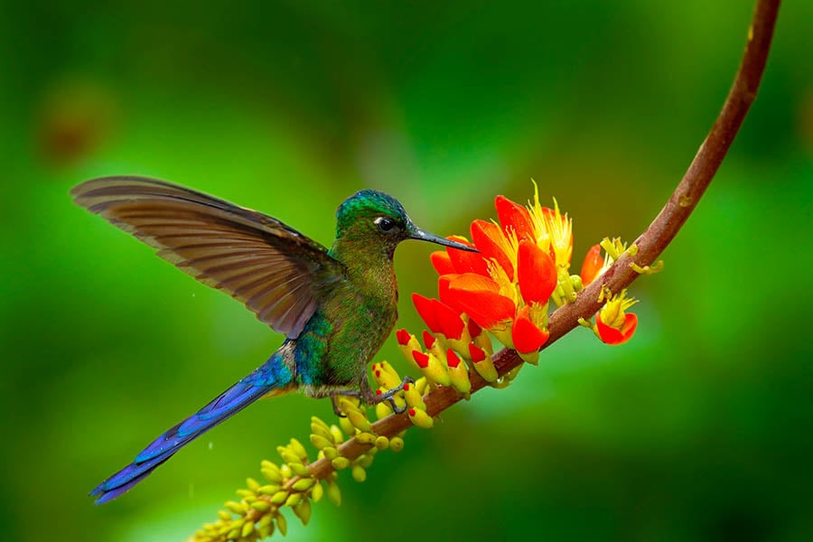 Spot hummingbirds in the Colombian coffee hills | Travel Nation
