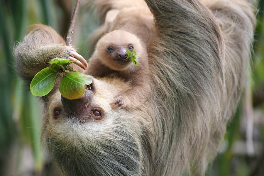 900x600-costa-rica-mother-baby-sloth