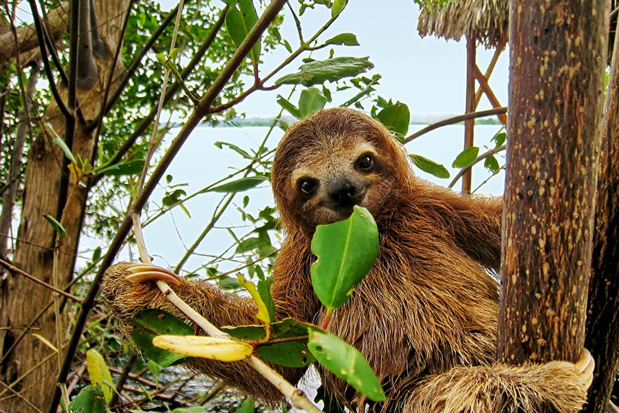 900x600-costa-rica-smiling-three-toed-sloth