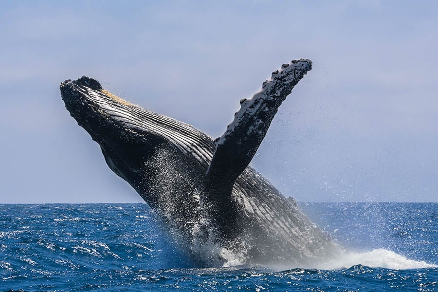 See humpback whales breaching in the waves around Ecuador | Travel Nation