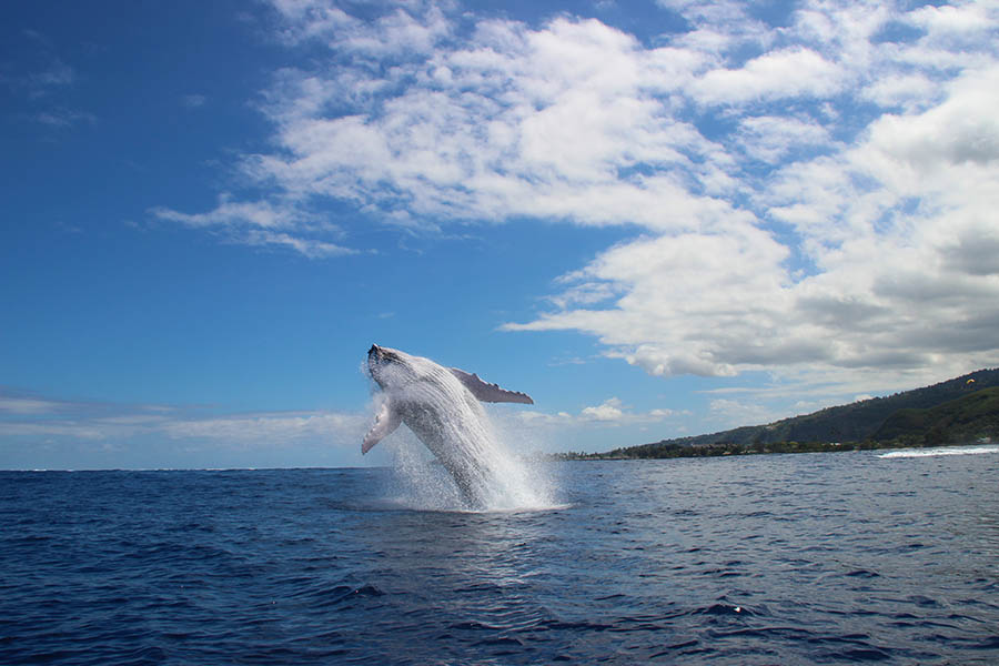 Spot whales breaching in the Austral Islands | Travel Nation