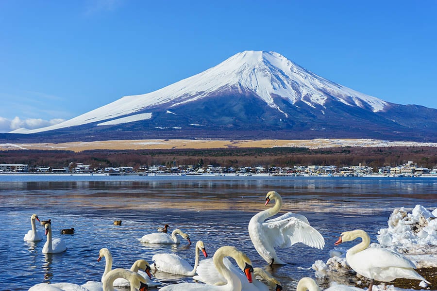 Gaze up at snow-tipped Mount Fuji | Travel Nation