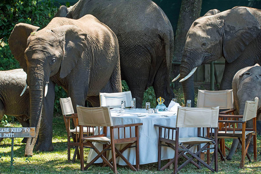 900x600-kenya-little-governors-camp-elephants-dining-credit-governors-camp-collection
