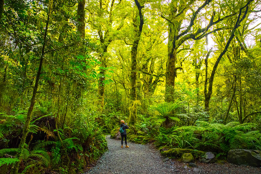 Hike through the forests of Fiordland National Park | Travel Nation