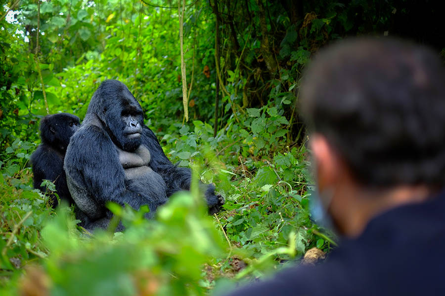 900x600-rwanda-gorilla-trekking-shot