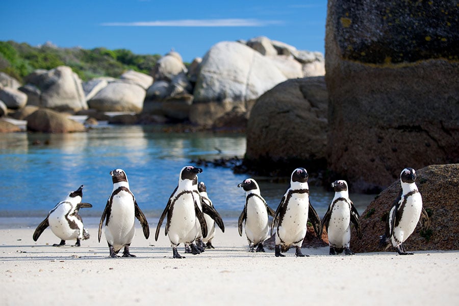 Spend some time with the cute penguins at Boulders Beach