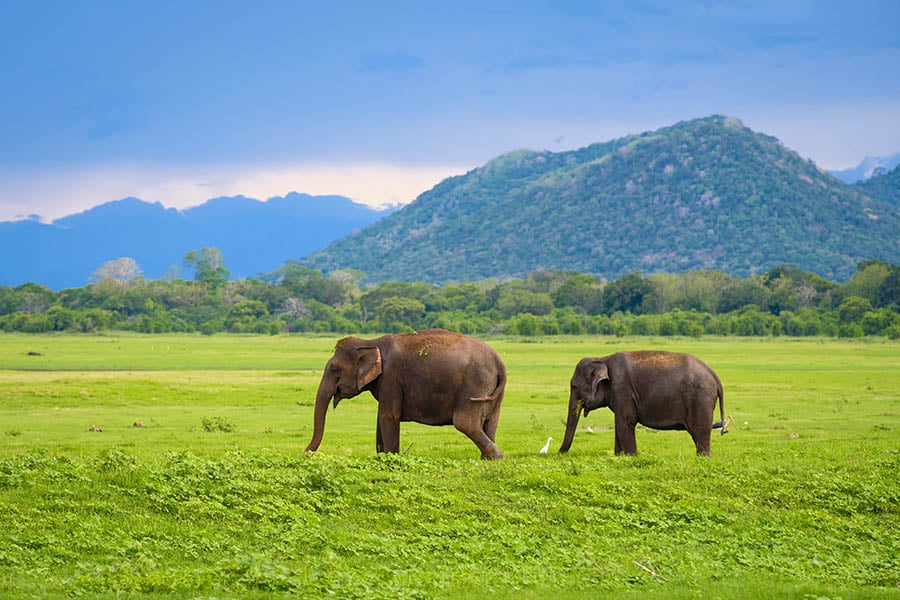 900x600-sri-lanka-kaudulla-national-park-elephants
