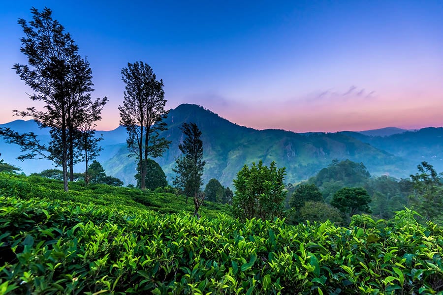 Watch the sunrise over the tea plantations | Travel Nation