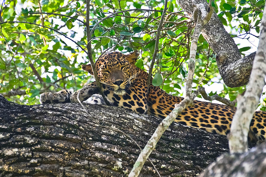 Look out for leopards lazing on the tree branches