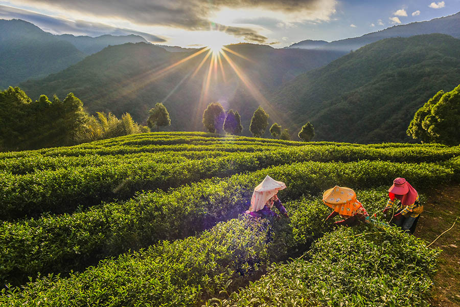 See workers in the tea fields of Alishan, Taiwan | Travel Nation