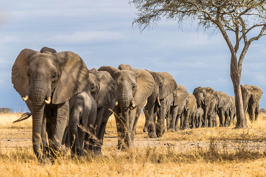 See huge herds of elephants in Tarangire National Park | Travel Nation