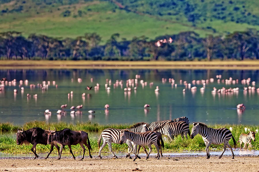 Explore the world-famous Ngorongoro Crater | Travel Nation