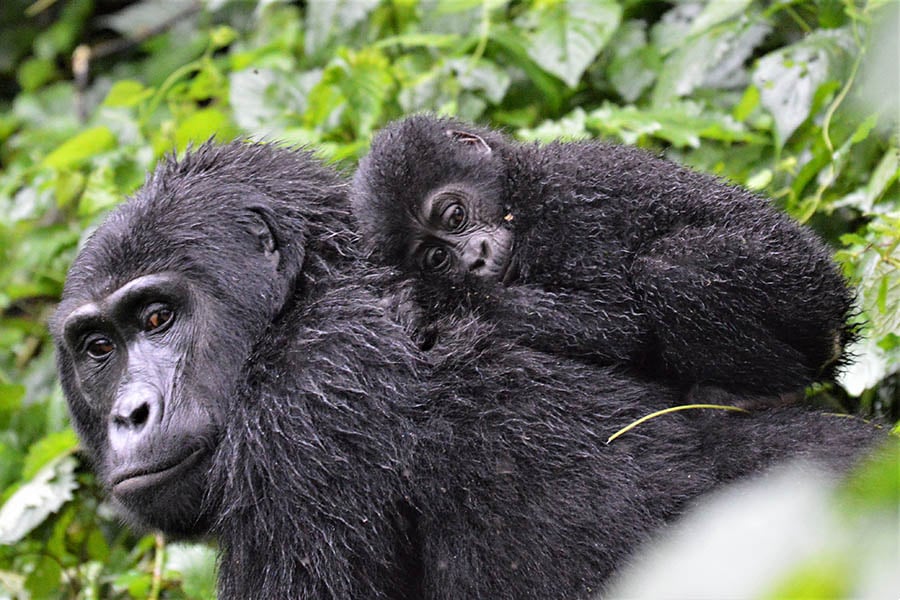 900x600-uganda-gorilla-mother-and-baby