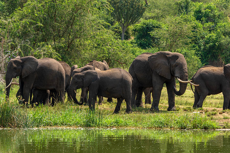 Elephants in the Kazinga Channel, Uganda | Travel Nation