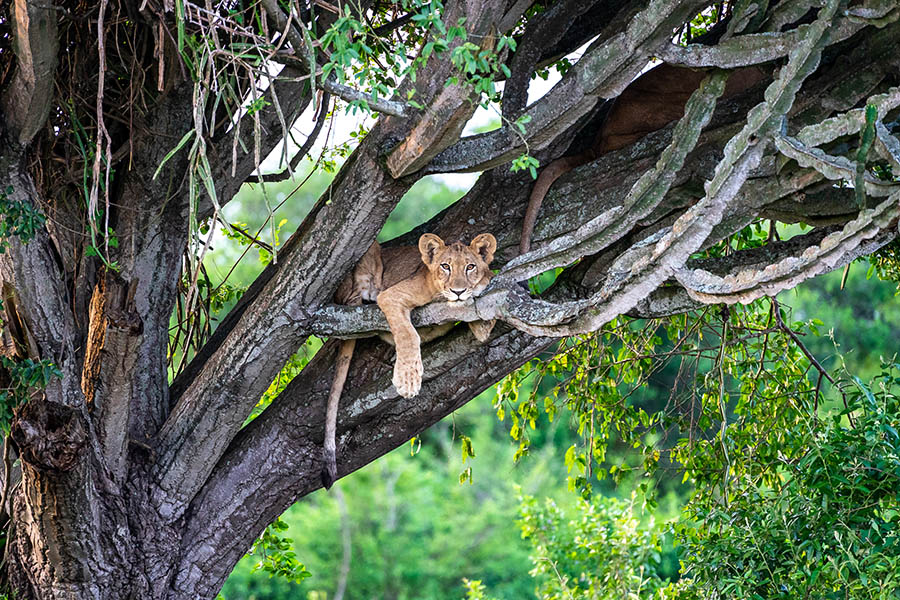 See tree-climbing lions in Uganda | Travel Nation