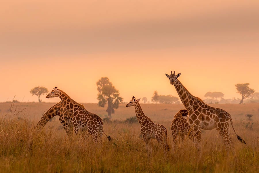 900x600-uganda-rothschild-giraffes-murchison-falls-np
