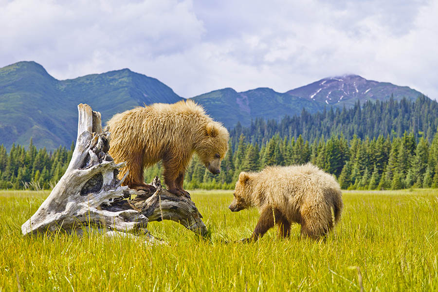 900x600-usa-alaska-bears-denali-national-park