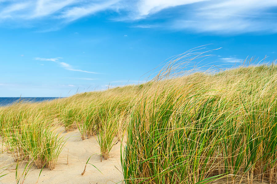 Explore the windswept beaches of Cape Cod | Travel Nation