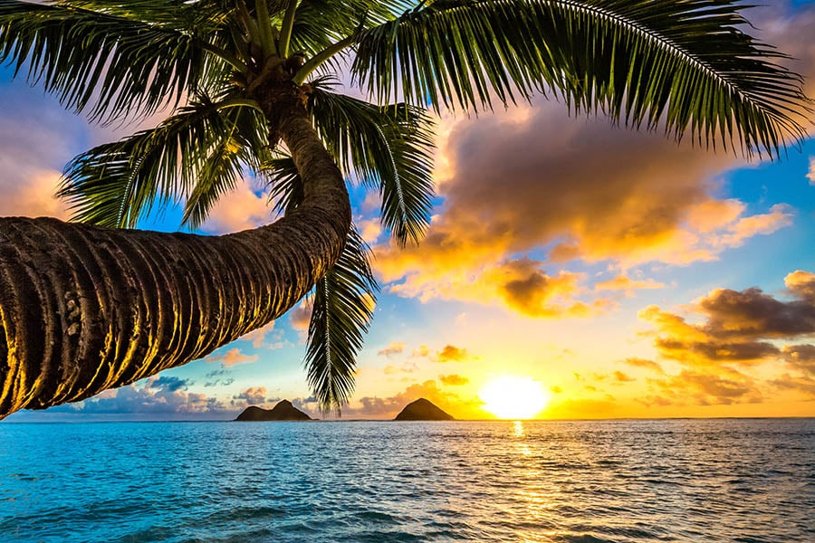 900x600-usa-hawaii-kailua-sunrise-palm-tree