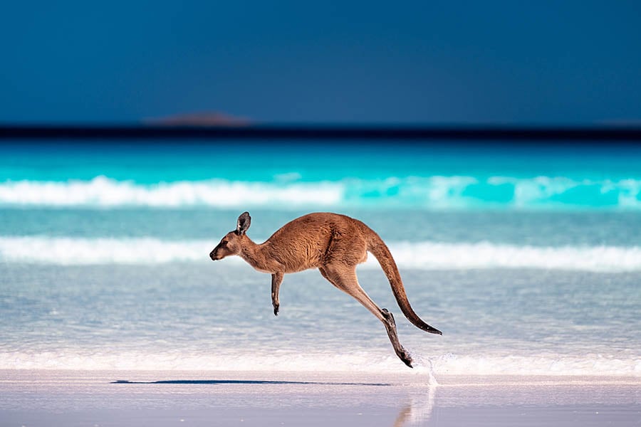 900x600-western-australia-lucky-bay-kangaroo
